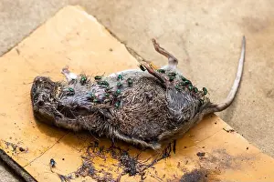 Disgust Prints: A dead decomposing brown rat, Rattus norvegicus