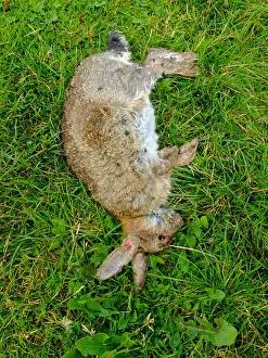 Feral Prints: A dead european rabbit (Oryctolagus cuniculus) carcass covered by green bottle blow flies
