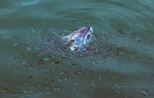 Catfish Prints: A dead fish is floating in the water with many other fish swimming around it