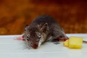 Bait Prints: Dead mouse killed in a mouse clue tray trap on wooden floor in home