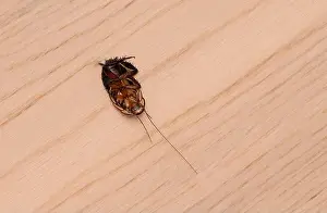 Spines Prints: Dead pest cockroach lying on it's back on wooden floor