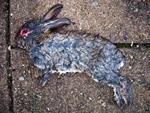 Removed Prints: Dead rabbit with its eyes picked out