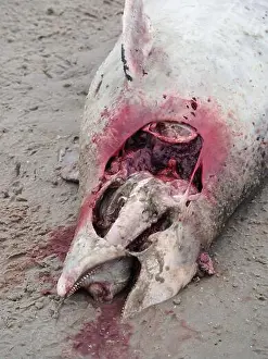 Shark Prints: Dead shark body at the sand beach