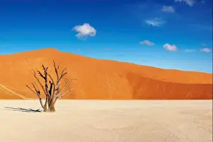 Dead tree in Dead Vlei - Sossusvlei, Namib Desert, Namibia
