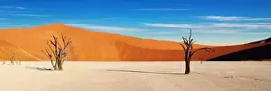 Dead tree in Dead Vlei, Sossusvlei, Namib Desert, Namibia