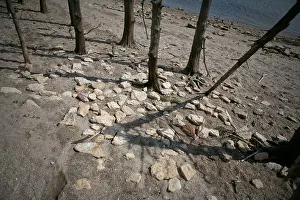 Scattered Prints: Dead tree trunks and scattered stones on a sandy lake shore