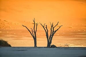 Images Dated 13th June 2016: Dead trees in Deadvlei, Namibia