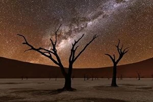Images Dated 9th May 2021: Dead trees at Deadvlei at night