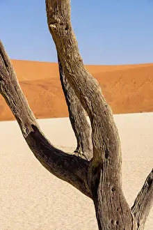 Drought Prints: Dead vlei valley in Namibia close to Sossusvlei adventure