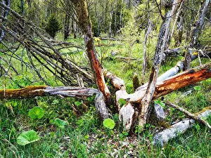 Bent Prints: Dead wood, alluvial forest, steep bank