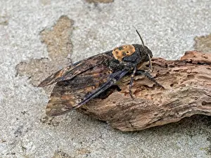 British Wildlife Prints: Death's-head hawkmoth (Acherontia atropos), Lerwick, Mainland Shetland, Scotland