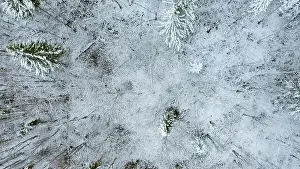 Establishing Prints: December forest. Clip.Helicopter view of early winter and trees under the snow that stand next to each other