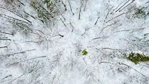 December forest. Clip.Helicopter view of early winter and trees under the snow that stand next to each other
