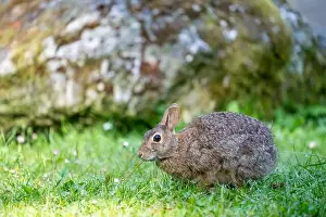 White Tail Prints: Deception Pass State Park, Washington