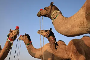 Camel Prints: Decorated camels at the Pushkar Camel Fair, Rajasthan, India