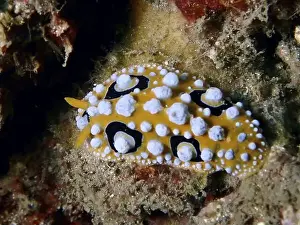 Nudibranches Prints: Decorative eyespot wart slug (Phyllidia ocellata) with yellow-black dots on the seabed