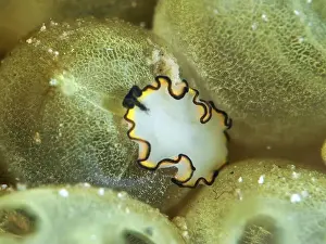 Sea Animal Prints: Decorative white flatworm, yellow-white whirlpool worm (Pseudobiceros)