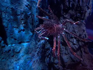 Hermit Prints: deep sea carrier crab underwater