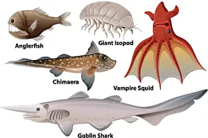 Alive Prints: Deep Sea Creatures Collection illustration