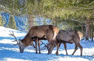 Reindeer Prints: Two deer Cervus elaphus in the wild, natural environment in winter