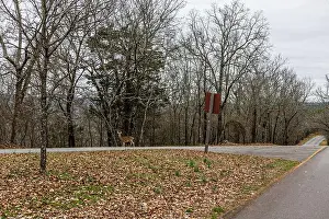 Virginia Deer Prints: Deer crossing the West Mountain Road at Hot Springs Arkansas