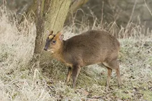 Herbivores Prints: deer deers herbivore herbivores asia asian barking deer mammal mammals animal animals wildlife nature muntjac muntjacs
