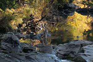 Upstate Prints: A deer drinking water from a brook in the Adirondacks near Keene Valley