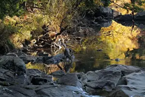Upstate Prints: A deer drinking water from a brook in the Adirondacks near Keene Valley