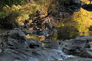 Upstate Prints: A deer drinking water from a brook in the Adirondacks near Keene Valley