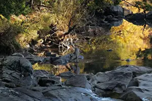 Upstate Prints: A deer drinking water from a brook in the Adirondacks near Keene Valley