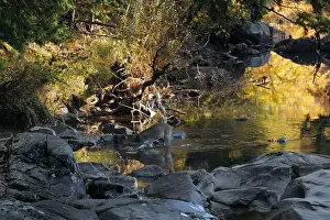 Upstate Prints: A deer drinking water from a brook in the Adirondacks near Keene Valley