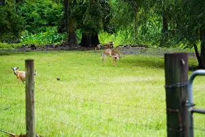 Rural Area Prints: Deer in field