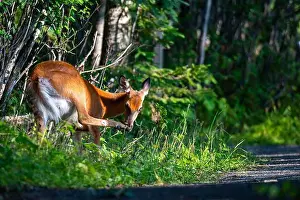 Capreolus Capreolus Prints: Deer, forest, chevreuil, Quebec, Canada, Parc du bic, hunting, chasse