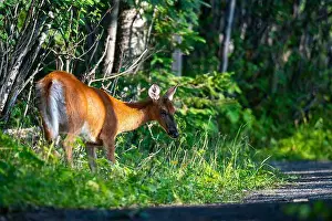 White Tailed Deer Prints: Deer, forest, chevreuil, Quebec, Canada, Parc du bic, hunting, chasse