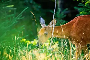 White Tailed Deer Prints: Deer, forest, chevreuil, Quebec, Canada, Parc du bic, hunting, chasse