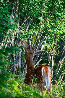 White Tailed Deer Prints: Deer, forest, chevreuil, Quebec, Canada, Parc du bic, hunting, chasse