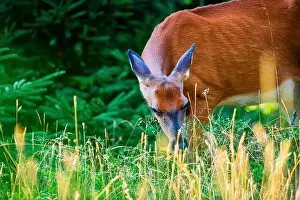 White Tailed Deer Prints: Deer, forest, chevreuil, Quebec, Canada, Parc du bic, hunting, chasse