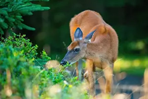 White Tailed Deer Prints: Deer, forest, chevreuil, Quebec, Canada, Parc du bic, hunting, chasse