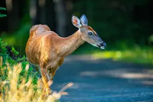 White Tailed Deer Prints: Deer, forest, chevreuil, Quebec, Canada, Parc du bic, hunting, chasse