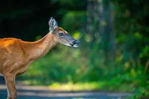 White Tailed Deer Prints: Deer, forest, chevreuil, Quebec, Canada, Parc du bic, hunting, chasse