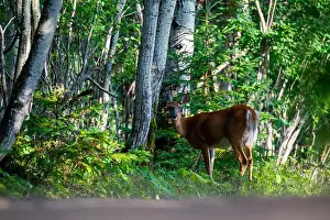 White Tailed Deer Prints: Deer, forest, chevreuil, Quebec, Canada, Parc du bic, hunting, chasse