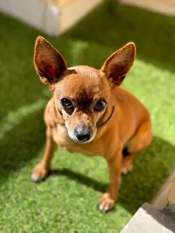 Animal Head Prints: The Deer Head Chihuahua is a big dos in a very small body. High quality photography