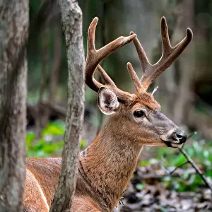 White Tailed Deer Prints: Deer with huge antlers lying on the grass