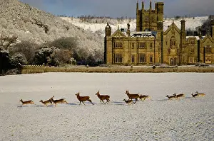 Glam Prints: Deer Running in Snow Margam Castle Margam Park Neath South Wales