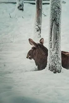 Boreal Prints: Deer in snow behind tree in wildlife park in Ranua, Lapland