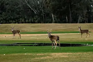 South Carolina Prints: Deer standing on a golf course/driving range