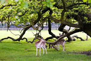 Spring Beauty Prints: Two deers in beautiful forest background
