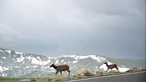 Banff Prints: Two deers are crossing the road at Rocky mountain national park, Colorado
