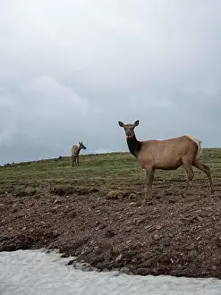 Banff Prints: Two deers are standing and looking to camera at the slope mountain on the Rocky mountain national park