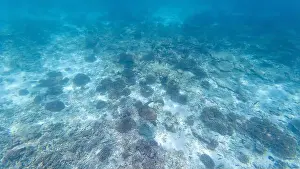 Wave Water Prints: default